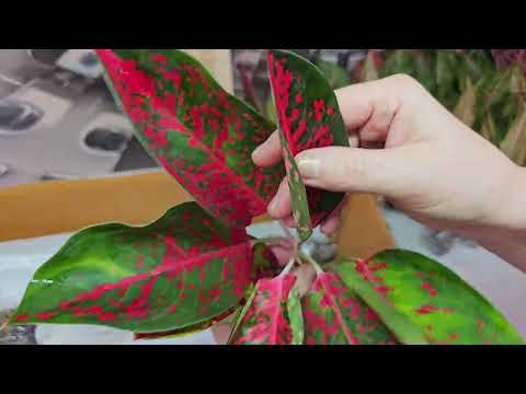 Видео: ОБЗОР ПОСТУПЛЕНИЕ ТАЙСКИХ АГЛАОНЕМ #аглаонема #aglaonema