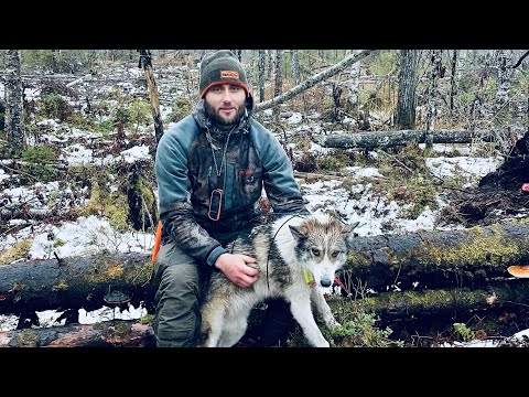 Видео: Охота с лайками .Таежные каникулы финал ( добыли лося, чуть не заночевали на болоте )
