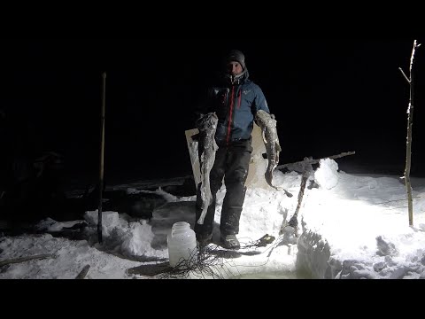 Видео: Перемет с живцом отработал на ОТЛИЧНО! Рыбалка морозным вечером