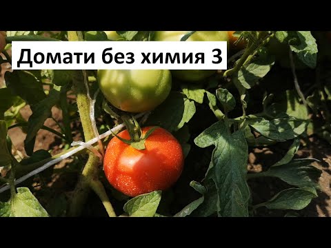 Видео: Домати без химия 3