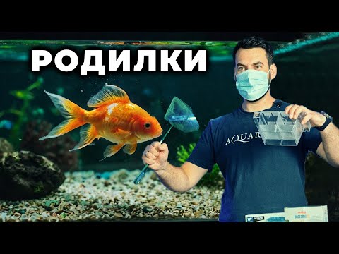 Видео: РОДИЛКИ ЗА РИБКИ | ЧАСТ 2