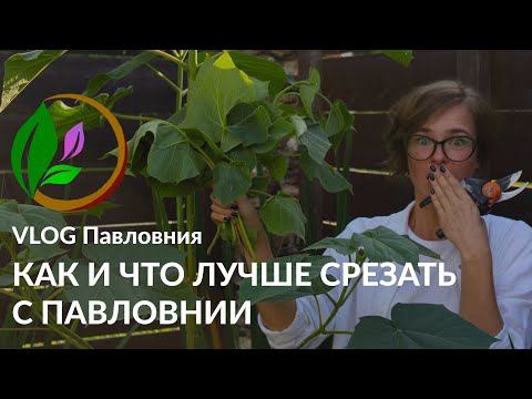 Видео: КАК ОБРЕЗАТЬ ПАВЛОВНИЮ ПРАВИЛЬНО / Какую поросль удалять и зачем? // VLOG Павловния