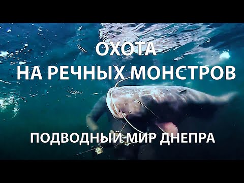 Видео: РЕКА ДНЕПР. ПОДВОДНАЯ ОХОТА НА РЕЧНЫХ МОНСТРОВ. РИТМ ЖИЗНИ В ПОДВОДНОМ МИРЕ ДНЕПРА