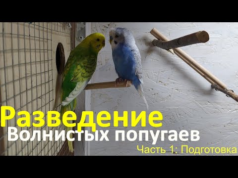 Видео: Разведение волнистых попугаев. Подготовка попугаев к размножению, установка домика