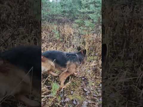 Видео: Ой... как рады... 