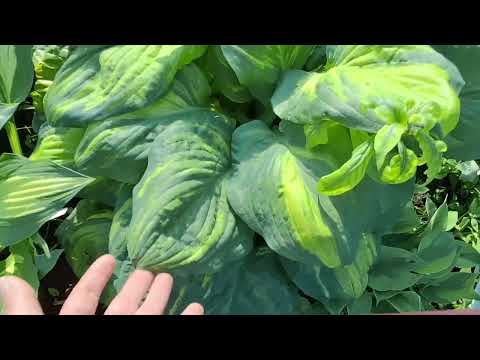 Видео: ХОСТЫ и БУЗУЛЬНИКИ /Взрослые кусты /Частично озвучиваю название/Контакты в конце видео