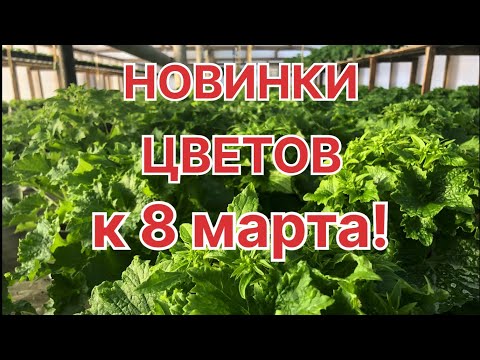 Видео: Что ВЫРАСТИЛИ к 8 марта? Обзор ЦВЕТОВ В ТЕПЛИЦЕ!