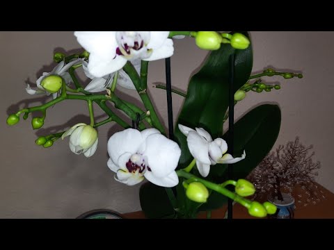 Видео: 35 бутонов на 1 орхидее!!! делала так... КОРНИ здоровые! легкий УХОД.