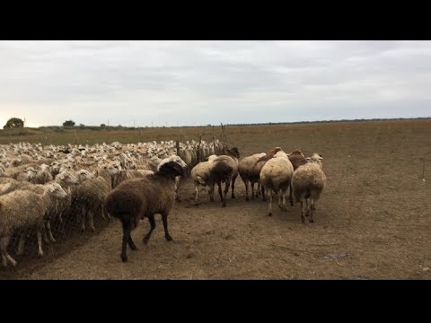 Видео: Пустил барана к овцам на осеменение