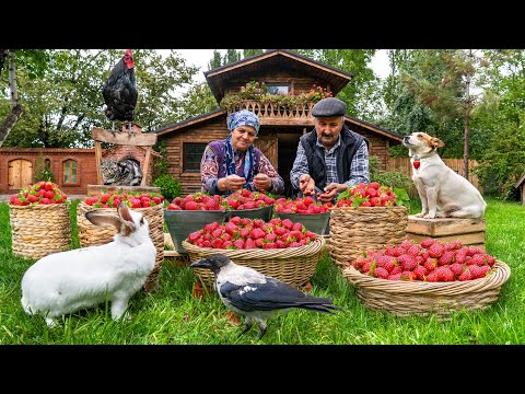 Видео: 🍓 Первый Урожай Клубники в Этом Году | Приготовление Клубничного Бисквита и Варенья
