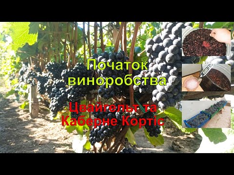 Видео: Початок виноробства. Цвайгельт та Каберне Кортіс