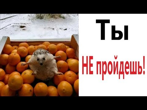 Видео: Лютые приколы. ТЫ НЕ ПРОЙДЕШЬ!!! Самое смешное видео! Попробуй не засмеяться! - Domi Show!