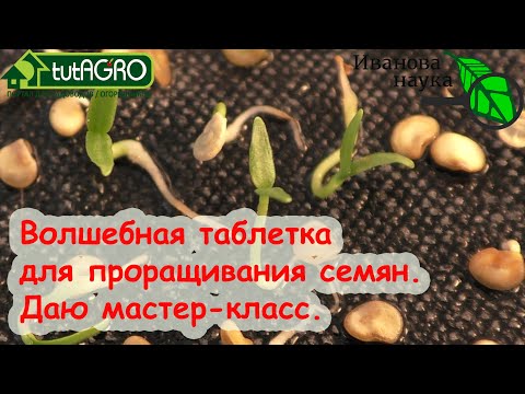 Видео: С ЭТОЙ ТАБЛЕТКОЙ УГЛЯ ОТЛИЧНАЯ ВСХОЖЕСТЬ СЕМЯН ПЕРЦА, ТОМАТА И ДРУГИХ РАСТЕНИЙ. И без ПЕРЕКИСИ!