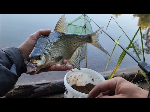 Видео: Учинское водохранилище. Август 2023. Рыбалка. Отдых