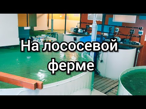 Видео: На ЛОСОСЕВОЙ ФЕРМЕ. УЗВ для форели и арктического гольца.