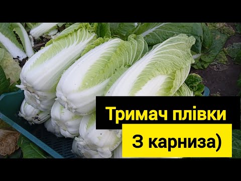 Видео: Пекінська капуста БІЛКО. 