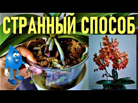 Видео: 💧💧💧СТРАННЫЙ СПОСОБ ВЫРАЩИВАНИЯ ОРХИДЕЙ! ДЕЛАЕМ ТАК И ОРХИДЕИ ОЧЕНЬ БЫСТРО РАСТУТ И ОБИЛЬНО ЦВЕТУТ!💧