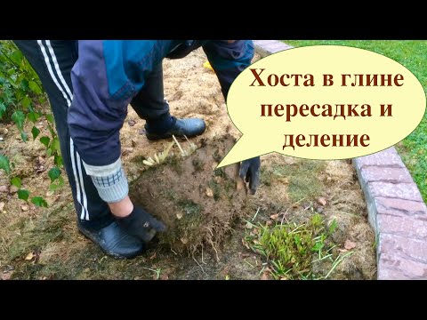 Видео: ХОСТЫ. ДЕЛЕНИЕ И ПЕРЕСАДКА ОСЕНЬЮ.