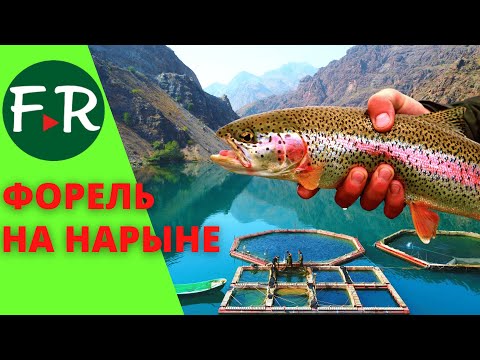 Видео: Вот это да! Форелевая ферма. Садковое рыбоводство. Радужная и янтарная форель на Нарыне. Кыргызстан