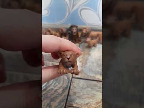 Видео: моя коллекция Львов (шляйх,папой,коллекта.)
