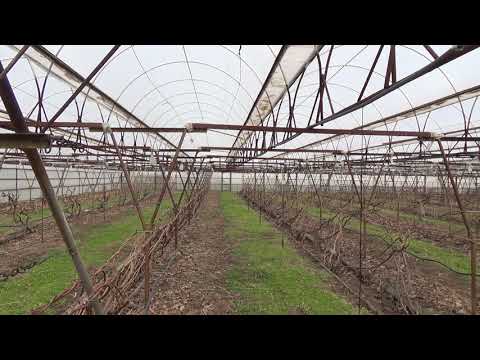 Видео: Ориентация рядов на винограднике.