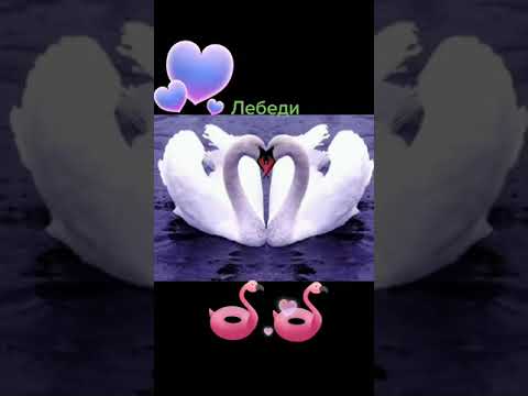 Видео: Лебеди. #лебединаяВерность