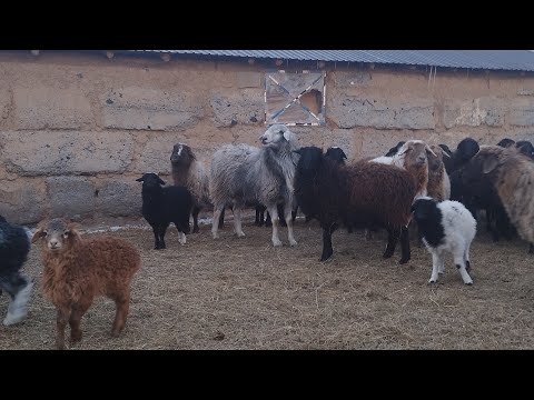 Видео: Қой мен малға қысқаша шолу 🐑🐂