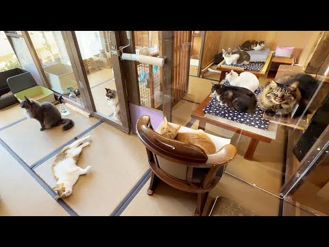 Видео: 80 Кошек!? Внутри Самого Сказочного Отеля для Кошек в Японии!🐈