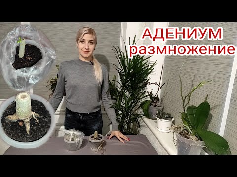 Видео: АДЕНИУМ. Размножение черенками. Результат. Неприхотливый сад