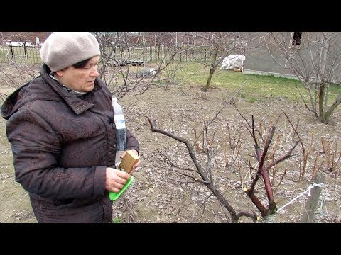 Видео: ОСТОРОЖНО!!!  ЩИТОВКА на ЯБЛОНЕ!!!  Чем опасна и как можно от неё ИЗБАВИТЬСЯ без ХИМИИ.