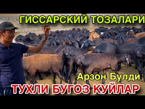 Видео: 300$ БОНУСГА КУЙИЛДИ! ТУХЛИ БУГОЗ КУЙЛАР АРЗОНЧИ АКАДАН БУЛАДИ! 