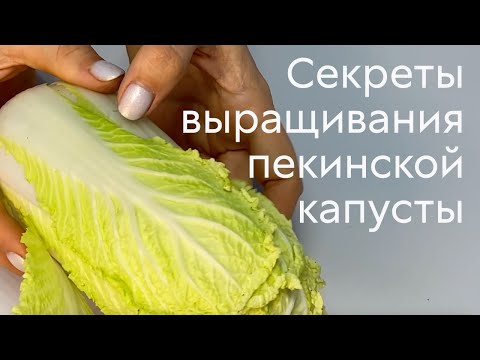 Видео: Секреты выращивания пекинской капусты #ШПС № 122