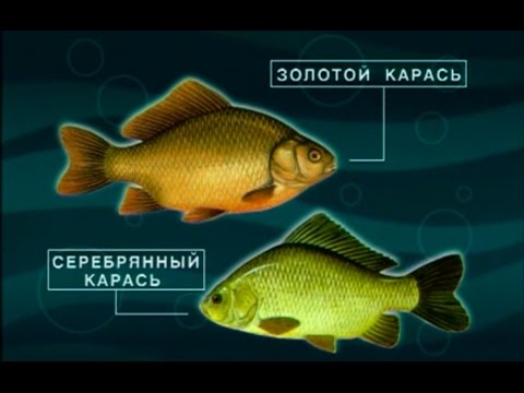 Видео: Диалоги о рыбалке -161- Секреты ловли карася