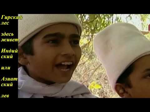 Видео: Последние львы Индии Документальный фильм Гирский лес