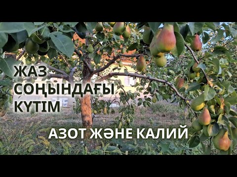 Видео: ЖЕМІС АҒАШЫНЫҢ ЖАЗ СОҢЫНДАҒЫ КҮТІМІ
