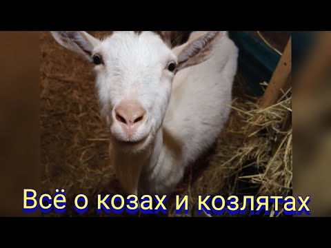 Видео: Всё о козах и козлятах