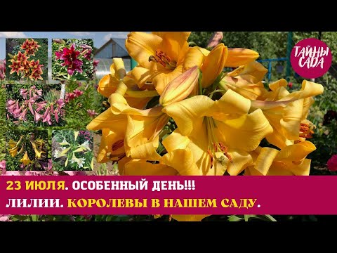 Видео: РЕКОМЕНДУЮ ВСЕМ!!! МОИ ЛИЛИИ. КОРОЛЕВЫ В НАШЕМ САДУ. ОБЗОР САМЫХ КРАСИВЫХ. ПРОГУЛКА ПО САДУ В ИЮЛЕ.