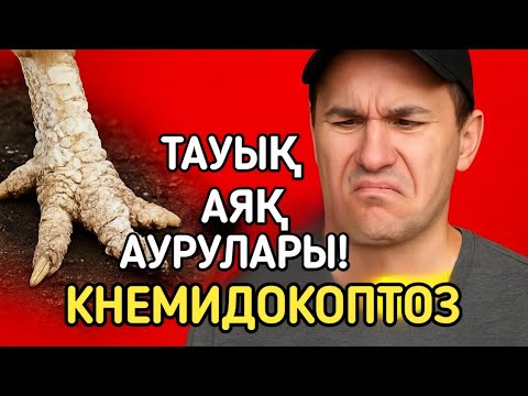 Видео: "Тауық аяқ ауруы! Емдеу жолдары / Кнемидокоптоз"