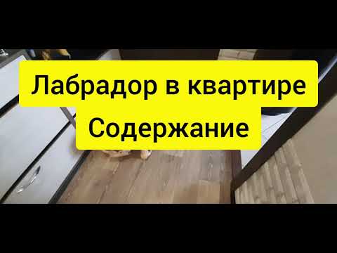 Видео: Стоит ли заводить собаку | Лабрадор в квартире