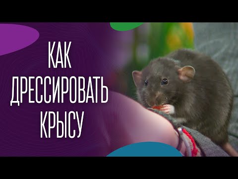 Видео: Как дрессировать крысу