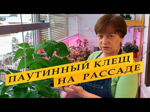 Видео: Паутинный клещ на рассаде