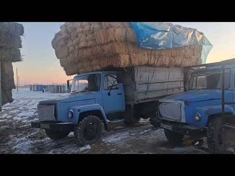 Видео: 13.12.2023.Сарыағаш.Жібек жолы базары.Жоңышқа,,құмай аралас шоп,шоп,сабан.