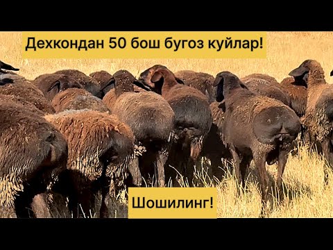 Видео: 50 Бош бугоз куйлар! 883664141☎️ 918188080☎️