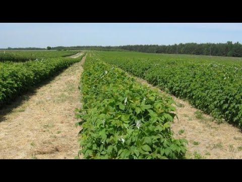 Видео: Инструкция по размножению малины «крапивкой» #малина #villberry 