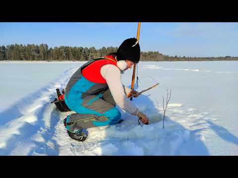 Видео: ЖЕСТЬ! ОСТАВИЛИ ЖЕРЛИЦЫ БЕЗ ПРИСМОТРА Все флажки стоят Ловим щуку и налима