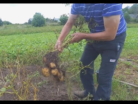 Видео: Картофель скарб и журавинка.  Контрольный коп.