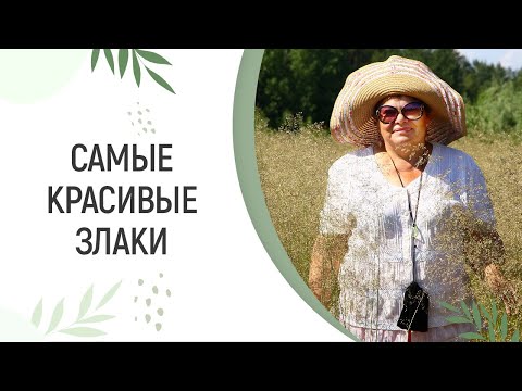 Видео: САМЫЕ КРАСИВЫЕ И ТРЕНДОВЫЕ ЗЛАКИ