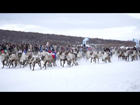 Видео: Настоящие гонки на оленьих упряжках
