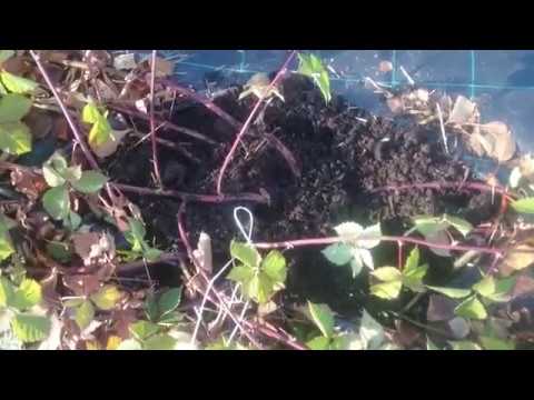 Видео: Подготовка ежевики к зиме в Омске.