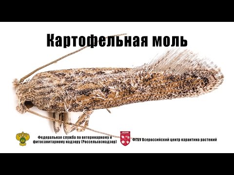 Видео: Картофельная моль